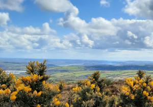 a field of yellow flowers on top of a hill at Summit Camping Kit Hill Rd Cornwall in Callington
