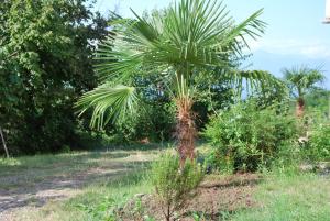 Giardino di Shanshe