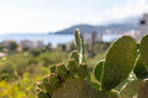 a close up of a cactus with the ocean in the background at Toni Retzo Rooms in Himare