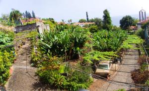 an overhead view of a garden with trees and plants at Villa Catanho in Funchal