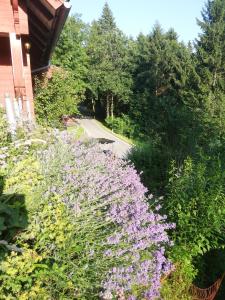 Zahrada ubytování 1 ZI Appartement Zauberwald