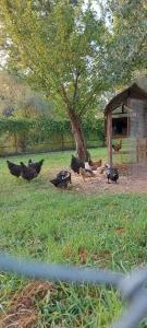 Φωτογραφία από το άλμπουμ του Diamond Farm Villa στα Καλά Νερά