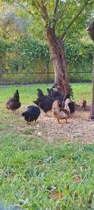 un grupo de pollos parados alrededor de un árbol en Diamond Farm Villa, en Kala Nera