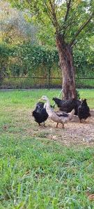 un groupe de poulets debout à côté d'un arbre dans l'établissement Diamond Farm Villa, à Kala Nera