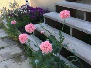 a bunch of pink flowers next to a wooden bench at Heartwood Inn in Drumheller
