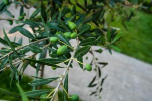 Fotografia z galérie ubytovania OLIVE 103 v Perei