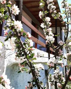 uma árvore com flores cor-de-rosa em frente a um edifício em Maro's Guesthouse em Agios Lavrentios