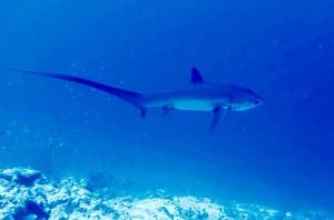 Fotografie z fotogalerie ubytování Endhaa, Divers Home v destinaci Fuvahmulah