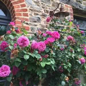 a hanging basket of pink roses in front of a brick wall at Tillac Chambres d'hôtes in Pléchâtel