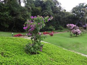 un arbusto con flores púrpuras en un parque en Villa Piccola Italia en Santo Antônio do Pinhal