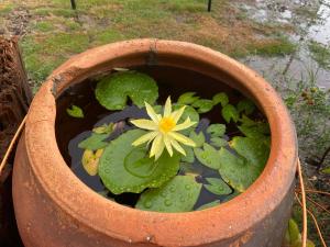 Ein Garten an der Unterkunft 澎湖日記 PenghuDiary