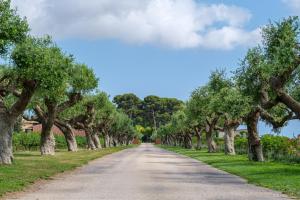 a road lined with trees on either side at Hotel Mas La Boella in La Canonja