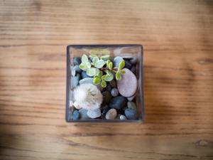 a glass container with rocks and a plant in it at The Smugglers Rest in Woolacombe