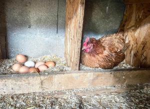 a chicken sitting in a chicken coop with eggs at Casa Petre e Fiori in Cervione
