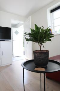 a potted plant sitting on a table in a living room at BohoFyn in Nyborg