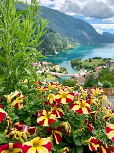 a bunch of flowers sitting on top of a hill at Hotel Aurora in Molveno