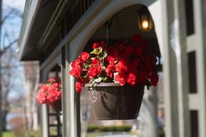 a pot of red flowers hanging from a building at No 1 Grafton Inn in Charlottetown