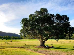 a tree in the middle of a field at Fig Tree Farm B&B Highvale-Farmstay near Brisbane! in Highvale