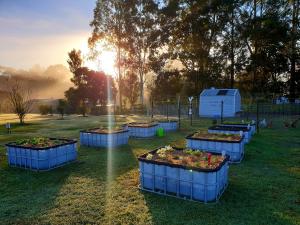 a group of plants in blue containers in a field at Fig Tree Farm B&B Highvale-Farmstay near Brisbane! in Highvale