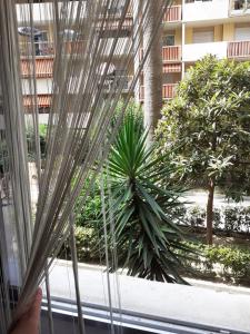 a person looking out of a window at a plant at Studio Bord De Mer Nice Ouest in Nice