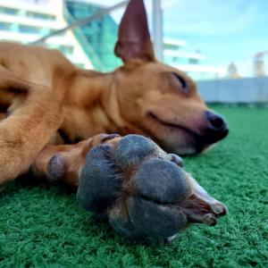 
a dog laying on the ground next to a stuffed animal at Hotel Cascais Miragem Health & Spa in Cascais
