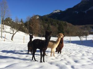 a group of four llamas standing in the snow at Alpaka-Hof Landinger in Aschau im Chiemgau