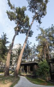 dos grandes árboles frente a un edificio en Abna Hotel, en Pitsunda