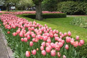 een bos roze tulpen in een park bij Floriande Bed & Breakfast in Hoofddorp