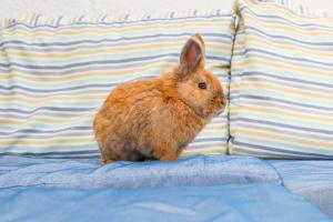 un petit lapin brun assis sur un lit dans l'établissement Fotis Studios, à Skopelos