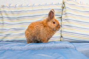 a small brown rabbit sitting on a bed at Fotis Studios in Skopelos Town