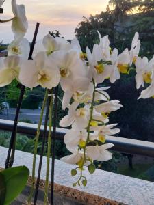 un groupe de fleurs blanches assises sur une table dans l'établissement Alloggio Orchidea, à Monfalcone