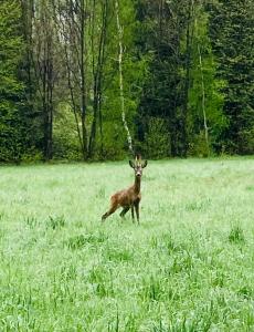 Zwierzęta w gospodarstwie agroturystycznym lub w pobliżu