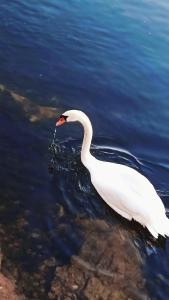 
a white swan swimming on top of a body of water at The Harp Inn in Glasbury
