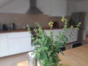 Kuchyň nebo kuchyňský kout v ubytování Apartmán Dvořák 194 pod Svatou horou