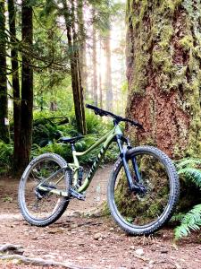 a bike parked next to a tree in the woods at SW Apartamenty Czarna Góra in Sienna