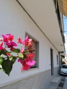okno budynku z różowymi kwiatami w obiekcie Bouganville da Giò w mieście Scalea