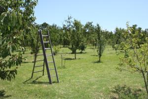A garden outside Tuscan Dream Casa Vacanze