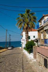 a palm tree on a street next to the ocean at Efterpi Aggeli in Loutrópolis Thermís