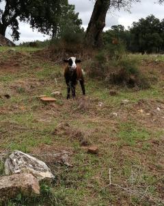 Galeriebild der Unterkunft Turismo Rural casa da céu in Amiães de Cima