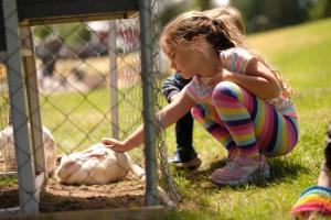a little girl playing with a sheep in the grass at Rocky Brook Acres in Cormack