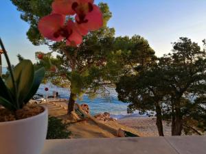 Hrvatska, HVAR-IVAN DOLAC, Apartments Sunrise