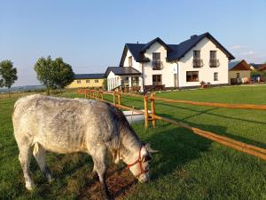 a cow grazing in a field in front of a house at Zagroda na Borach in Jabłonka