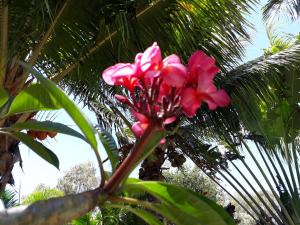 a pink flower in front of a palm tree at Brahmanhut - Eco Hut experience in harmony with nature, wellbeing and spirit in Bain Boeuf