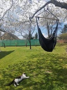 Aed väljaspool majutusasutust Chatka u Horalíků
