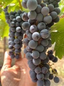 una mano che tiene un grappolo d'uva su una vite di Chardonnay Lodge a Napa