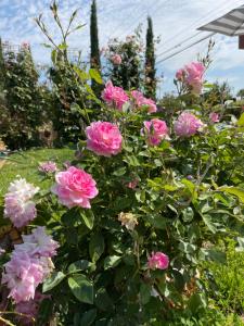 un ramo de flores rosas en un jardín en Chardonnay Lodge, en Napa