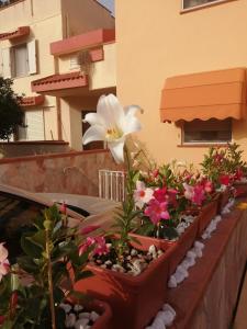 een rij potbloemen op een balkon bij Domomea in Quartu SantʼElena