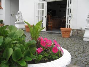 a garden with pink flowers in a white bowl at Pension Šejko in Horní Planá