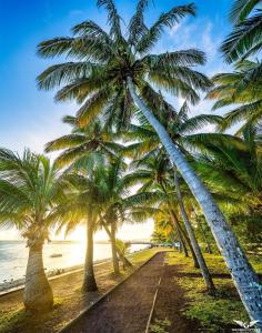 Une rangée de palmiers sur la plage dans l'établissement Le "bassin pirogues", à L'Étang-Salé