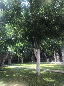 a tree in the middle of a yard at Mukarama-Apa in Bishkek